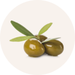 olive olive